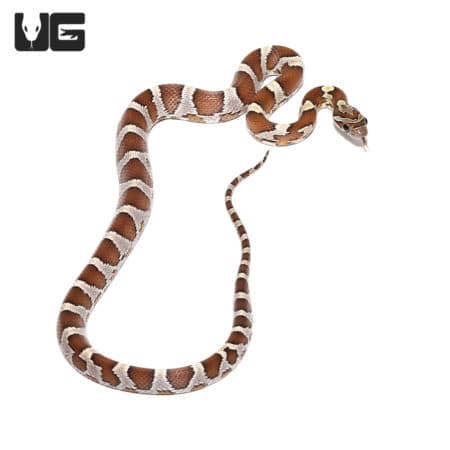 Baby Okeetee Caramel Cornsnakes (Pantherophis guttatus) For Sale - Underground Reptiles