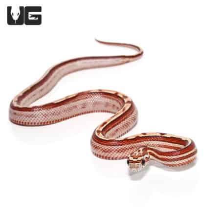 Baby Okeetee Motley Stripe Cornsnake in vibrant colors and unique pattern. Perfect for reptile enthu.