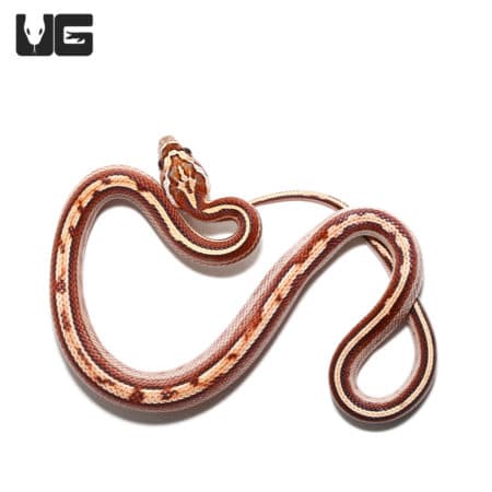 Baby Okeetee Motley Stripe Cornsnakes (Pantherophis guttatus) For Sale - Underground Reptiles