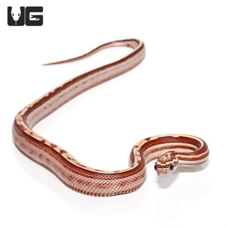 Baby Okeetee Motley Stripe Cornsnake, vibrant patterned reptile for sale.