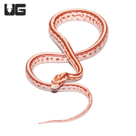 Healthy baby Okeetee Tessera Amel Cornsnake, showcasing vibrant coloration and pattern.