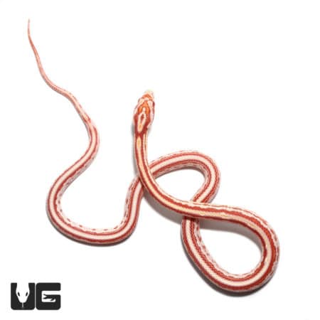 Baby Okeetee Tessera Amel Cornsnake in vibrant coloration.