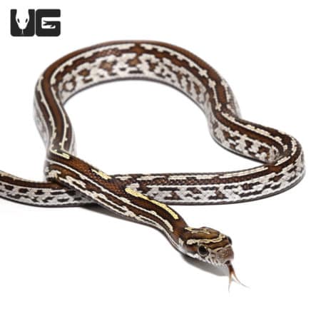 Baby Okeetee Tessera Caramel Cornsnake, vibrant patterned reptile.
