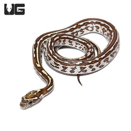 Okeetee Tessera Caramel Cornsnake, baby reptile from Underground Reptiles.