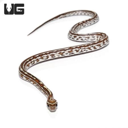High-quality Baby Okeetee Tessera Caramel Cornsnake for sale. Perfect for reptile enthusiasts and co.