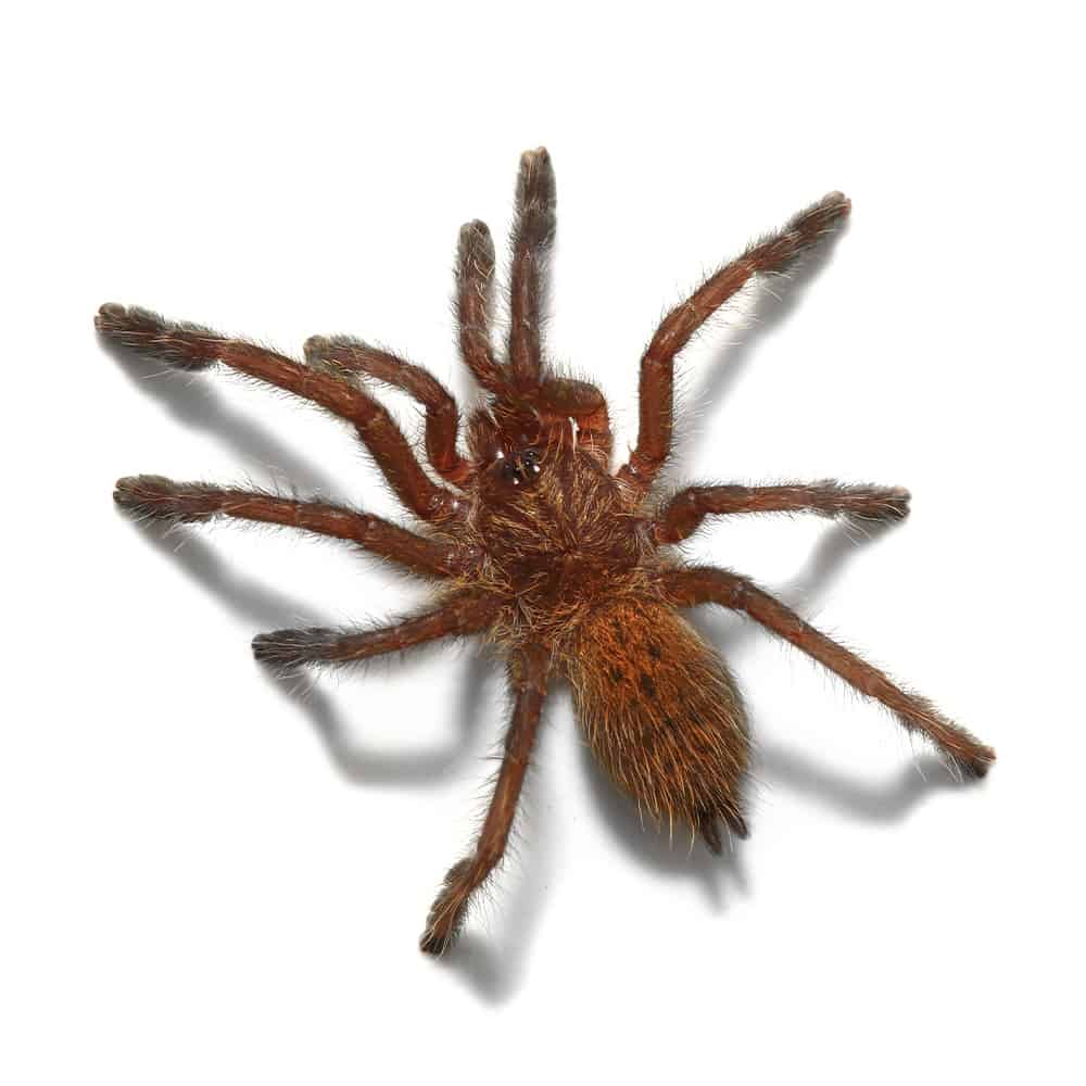 Orange Starburst Baboon Tarantula Pterinochilus Murinus For Sale