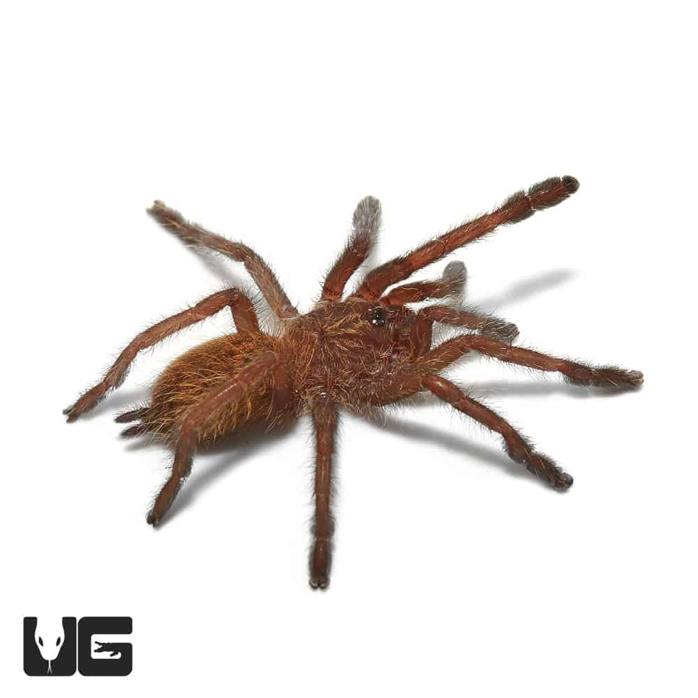 Orange Starburst Baboon Tarantula (Pterinochilus murinus) For Sale ...