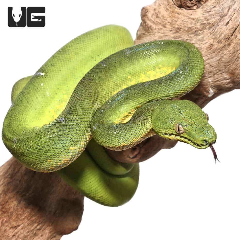 Patternless Emerald Tree Boa Corallus Caninus For Sale Underground Reptiles