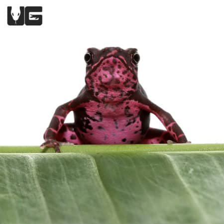 Purple Harlequin Toad (Atelopus barbotini) For Sale - Underground Reptiles