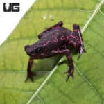 Purple Harlequin Toad (Atelopus barbotini) For Sale - Underground Reptiles