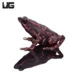 Purple Harlequin Toad (Atelopus barbotini) For Sale - Underground Reptiles