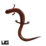 Southern ZigZag Salamander (Plethodon Ventralis) For Sale - Underground Reptiles