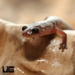Southern ZigZag Salamander (Plethodon Ventralis) For Sale - Underground Reptiles