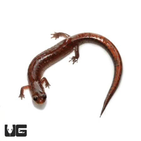 Southern ZigZag Salamander (Plethodon Ventralis) For Sale - Underground Reptiles