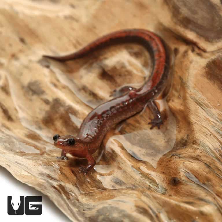 Cave Salamanders For Sale Underground Reptiles