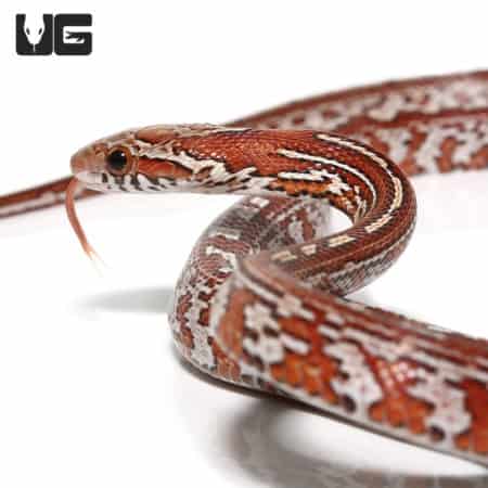 Baby Tessera Cornsnakes (Pantherophis guttatus) For Sale - Underground Reptiles