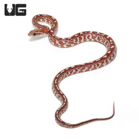Baby Tessera Cornsnakes (Pantherophis guttatus) For Sale - Underground Reptiles