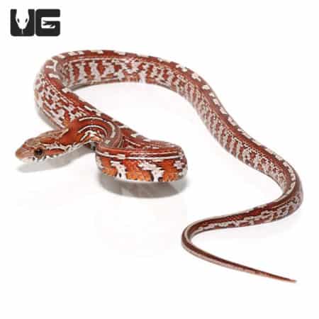 Baby Tessera Cornsnakes (Pantherophis guttatus) For Sale - Underground Reptiles
