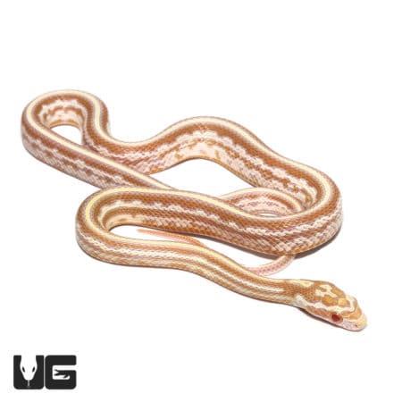 Baby Tessera Okeetee Butter Cornsnake, vibrant and healthy, perfect for reptile enthusiasts and coll.