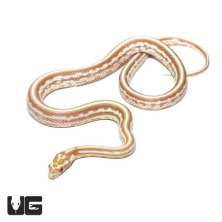 Cornsnake with Tessera Okeetee Butter coloration, ideal for reptile enthusiasts.