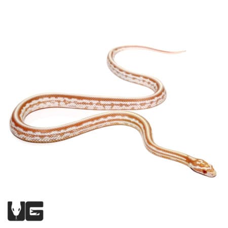 Baby Tessera Okeetee Butter Cornsnake (Pantherophis guttatus) For Sale - Underground Reptiles