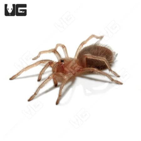 Tucson Blonde Tarantulas (Aphonopelma vorhiesi) for sale - Underground Reptiles