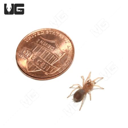 Tucson Blonde Tarantulas (Aphonopelma vorhiesi) for sale - Underground Reptiles