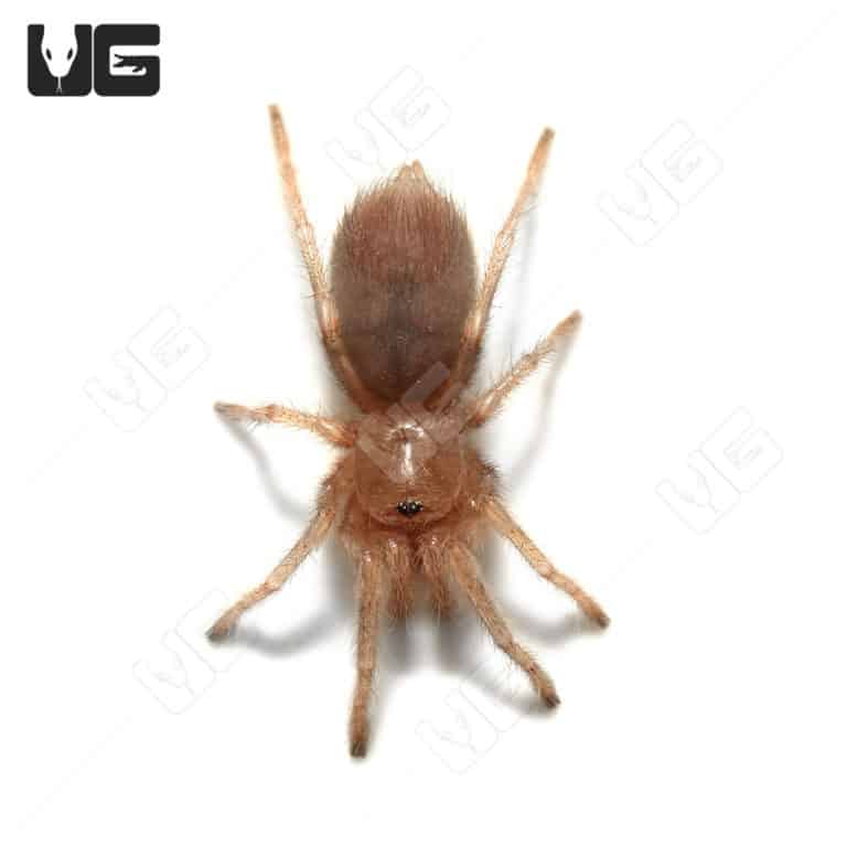Tucson Blonde Tarantulas for sale Underground Reptiles