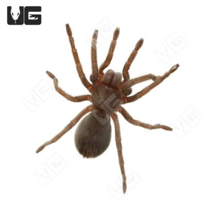 Tucson Blonde Tarantulas (Aphonopelma vorhiesi) for sale - Underground Reptiles