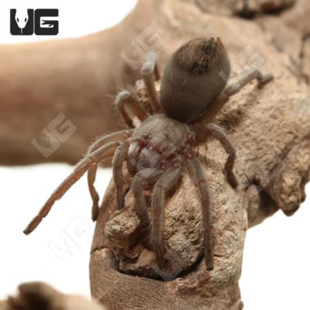 Close-up of a Tucson Bronze Tarantula on a piece of wood, showcasing its detailed body and legs.
