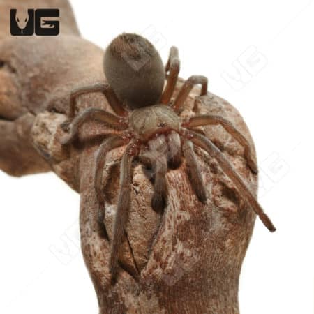 Tucson Blonde Tarantulas (Aphonopelma vorhiesi) for sale - Underground Reptiles