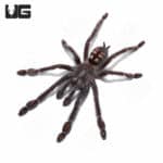 Venezuelan Suntiger Tarantula (Psalmopoeus irminia) For Sale - Underground Reptiles