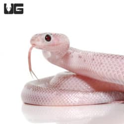 Baby White Sided Axanthic Florida Kingsnake (Lampropeltis getula) For Sale - Underground Reptiles