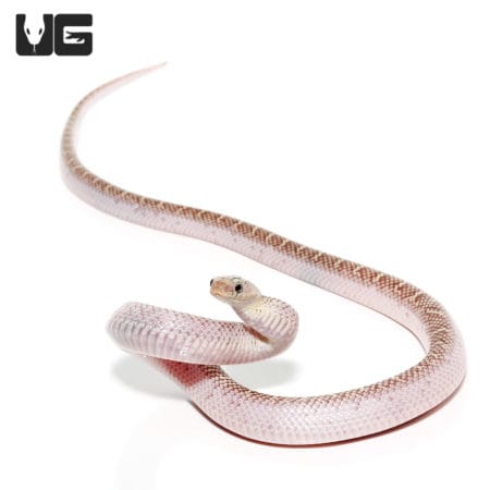 White Sided Florida Kingsnake pair for sale, healthy and vibrant, ideal for reptile enthusiasts and.