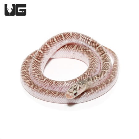 White Sided Florida Kingsnake pair for sale, healthy and vibrant, ideal for reptile enthusiasts and.