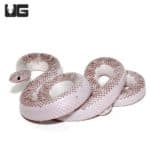 Yearling Male White Side Axanthic Florida Kingsnake (Lampropeltis getula) For Sale - Underground Reptiles