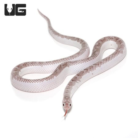 Yearling male White Side Axanthic Florida Kingsnake with distinctive white and gray pattern.