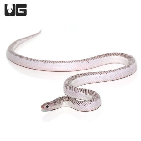 Yearling male white side axanthic Florida kingsnake, showcasing unique coloration and pattern.