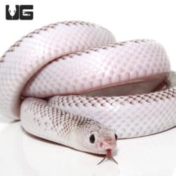 Yearling Male White Side Axanthic Florida Kingsnake (Lampropeltis getula) For Sale - Underground Reptiles