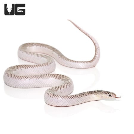 White Side Poss Het Lavender Mosaic Kingsnake, yearling male with distinctive white and beige patter.