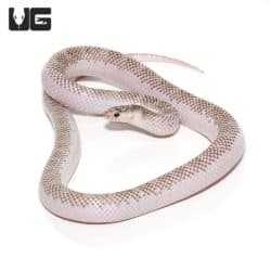 Yearling Male White Side Poss Het Lavender Mosaic Florida Kingsnake (Lampropeltis getula) For Sale - Underground Reptiles