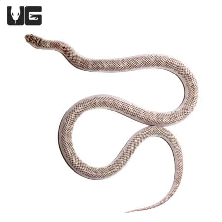 Yearling male Florida Kingsnake with white side pattern and lavender mosaic coloration, a rare and s.