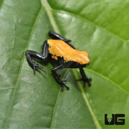 Yellow Splashback Dart Frog (Adelphobates galactonotus) for sale - Underground Reptiles