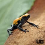Yellow Splashback Dart Frog (Adelphobates galactonotus) for sale - Underground Reptiles