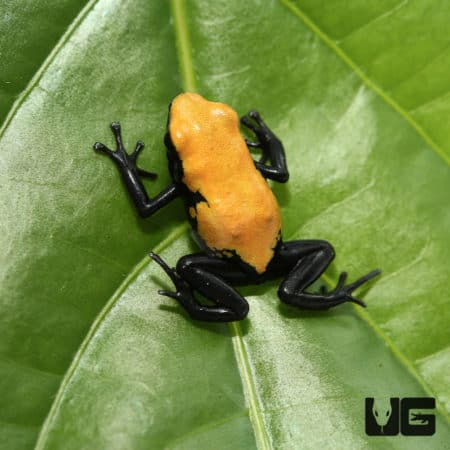 Yellow Splashback Dart Frog (Adelphobates galactonotus) for sale - Underground Reptiles