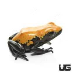 Yellow Splashback Dart Frog (Adelphobates galactonotus) for sale - Underground Reptiles