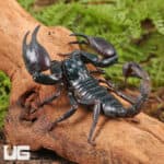 Asian Forest Scorpions For Sale - Underground Reptiles
