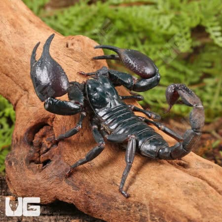 Asian Forest Scorpions For Sale - Underground Reptiles