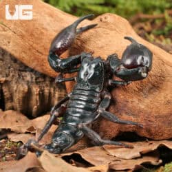 Asian Forest Scorpions For Sale - Underground Reptiles