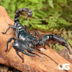 Asian Forest Scorpions For Sale - Underground Reptiles